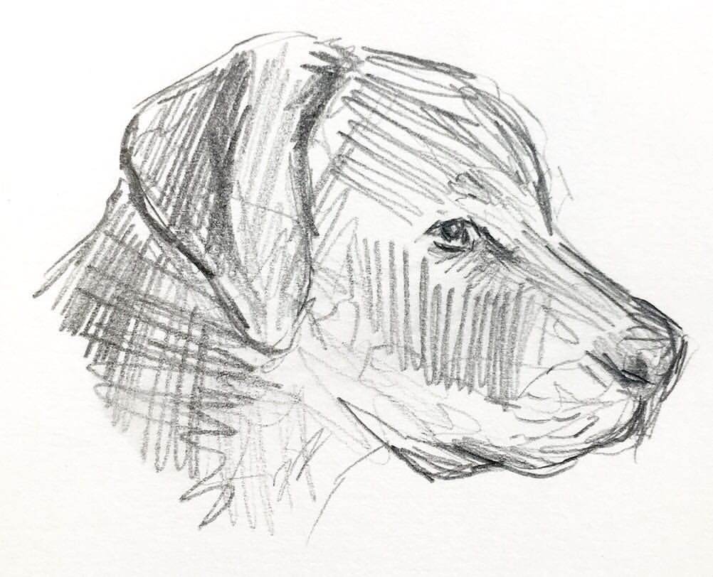 1002x812 Rottweiler Sketch Pencil Sketch, Trying To Capture The Muscular - Rottweiler Sketch