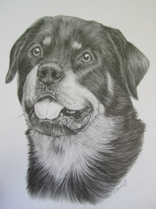 498x665 Rottweiler By Xx Ashley - Rottweiler Sketch