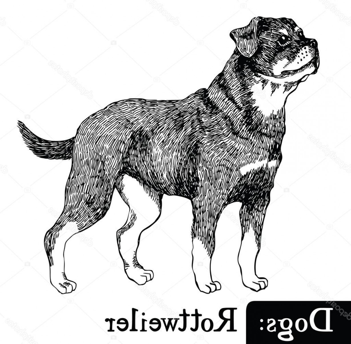 1228x1204 Stock Illustration Dogs Sketch Style Rottweiler Shopatcloth - Rottweiler Sketch