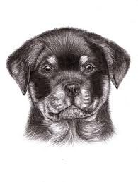 195x258 How To Draw A Rottweiler - Rottweiler Sketch
