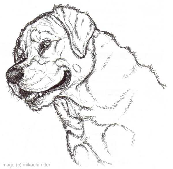 600x585 Nikkiburr - Rottweiler Sketch