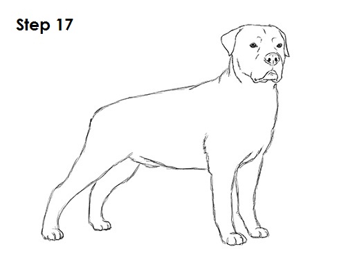 500x386 How To Draw A Rottweiler - Rottweiler Sketch