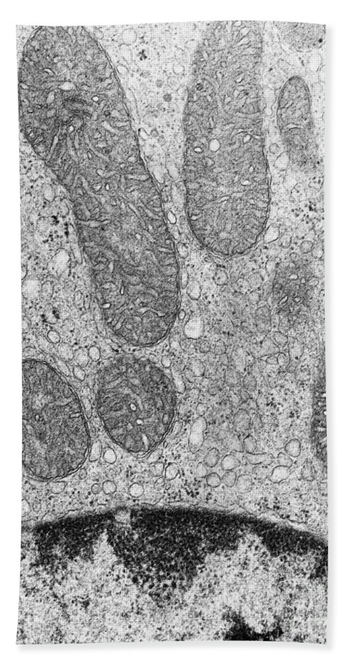 500x967 Mitochondria And Rough Er Tem Bath Towel For Sale By David M. Phillips - Rough Er Sketch