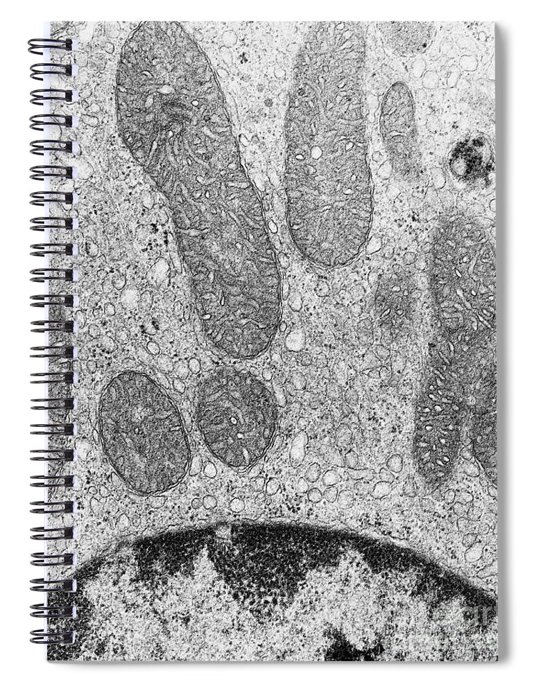 770x1000 Mitochondria And Rough Er Tem Spiral Notebook For Sale By David M - Rough Er Sketch