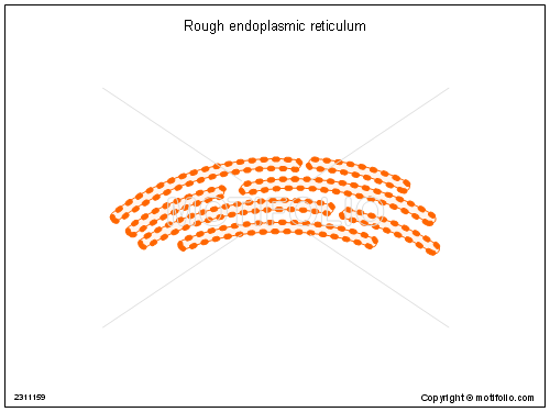 500x375 Rough Endoplasmic Reticulum Illustrations - Rough Er Sketch