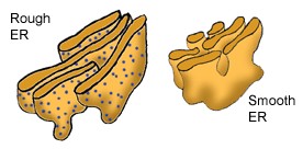 276x136 Chapter 3 Notes - Rough Er Sketch