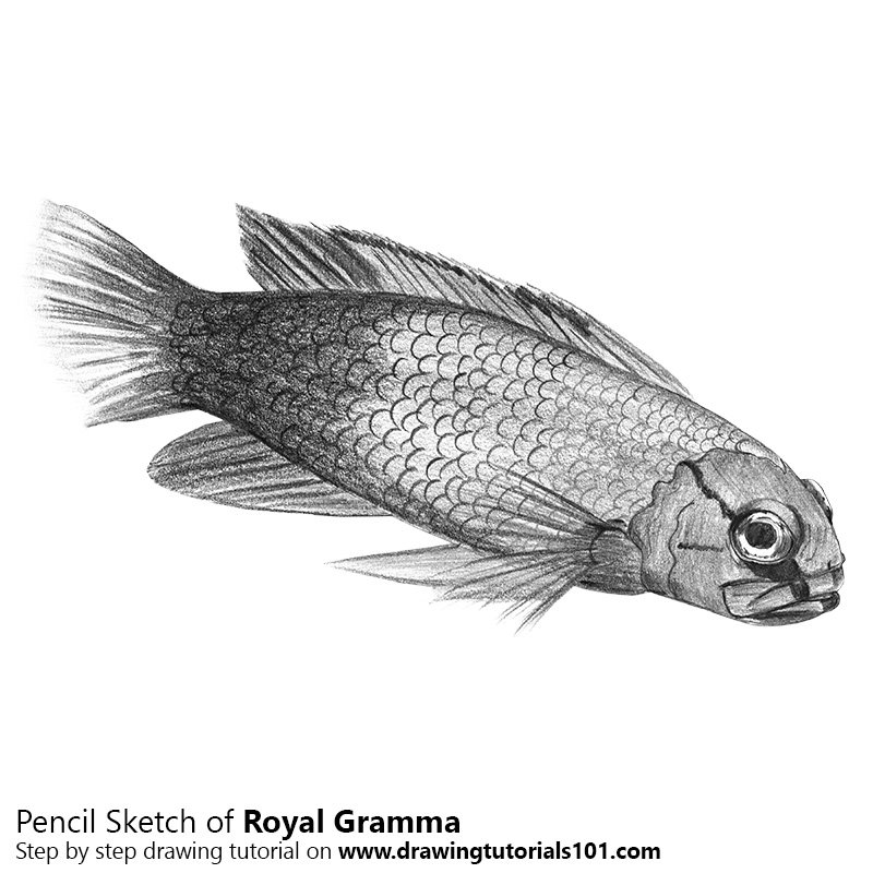 800x800 Royal Gramma Pencil Drawing - Royal Sketch