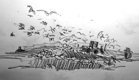 450x261 Sketches Of Gulls - Rubbish Sketch