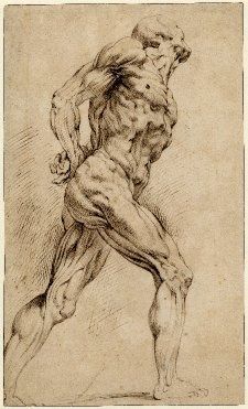 225x371 Peter Paul Rubens Anatomical Drawings - Rubens Sketches
