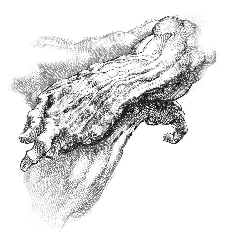 900x900 Deposit - Rubens Sketches