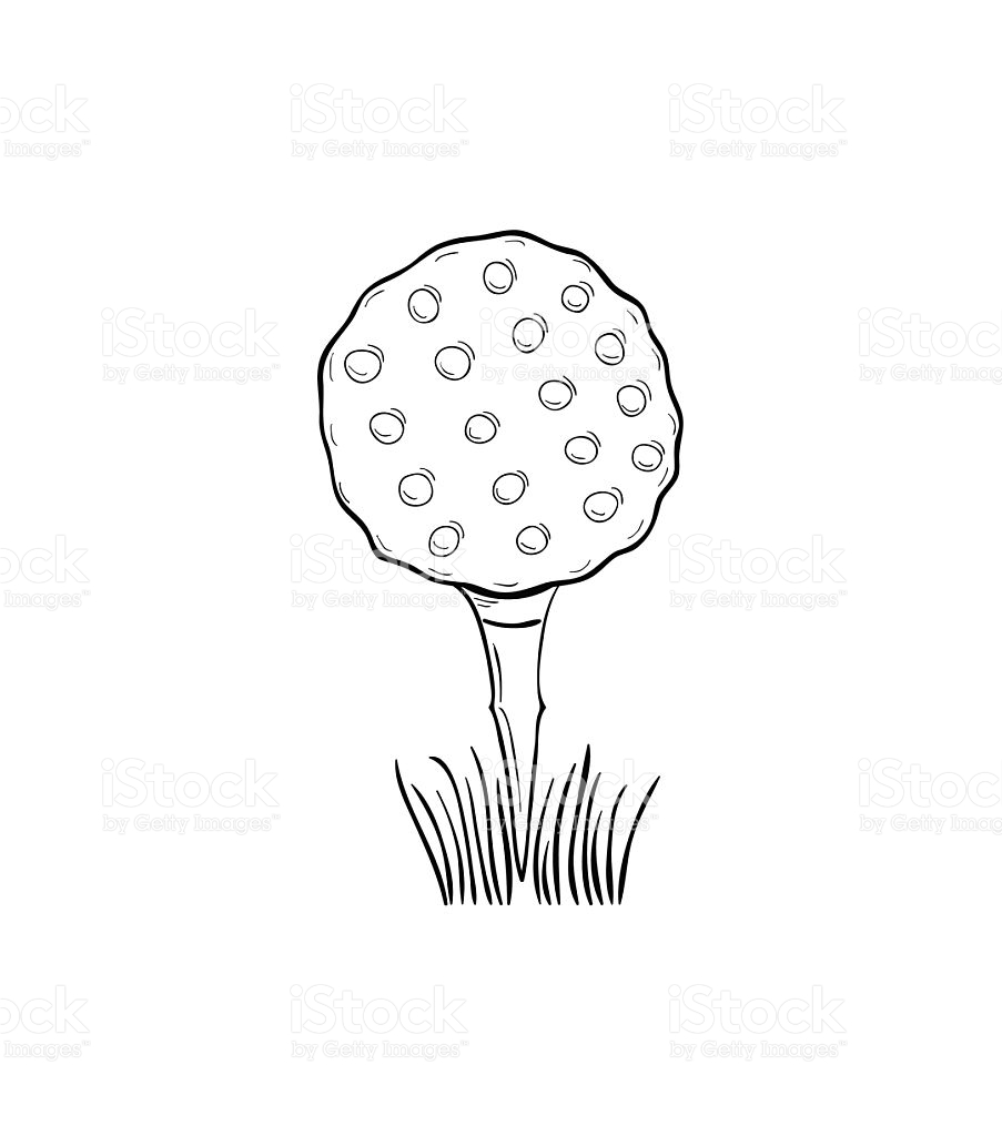 903x1024 Isolated Sketch Of A Rugby Ball On A White Background Royalty Free - Rugby Ball Sketch