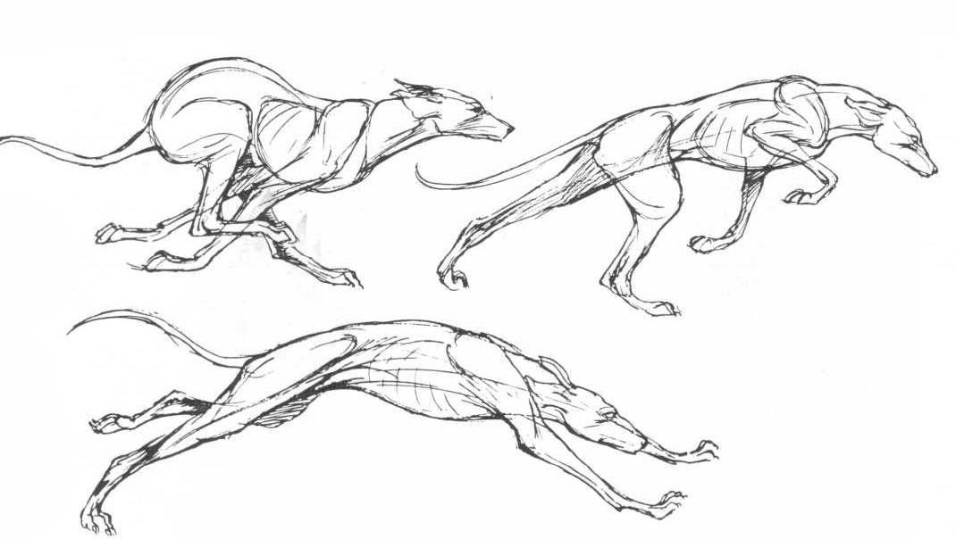 1070x604 Running Dog Drawing Reference And Sketches For Artists - Running Dog Sketch