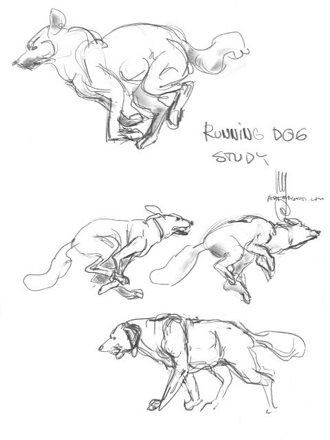 480x640 Running Dog Study Gesture Drawings Drawings And - Running Dog Sketch