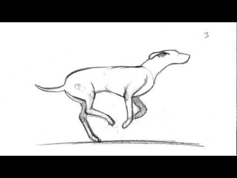 480x360 Dog Running Amp Walking - Running Dog Sketch