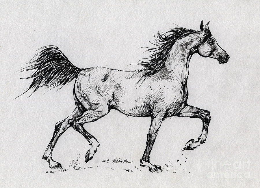900x652 Running Arabian Horse Drawing 1 Drawing By Angel Ciesniarska - Running Horse Sketch