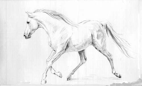 500x304 Running Horse Tattoo Sketch Tattoo Ideas - Running Horse Sketch
