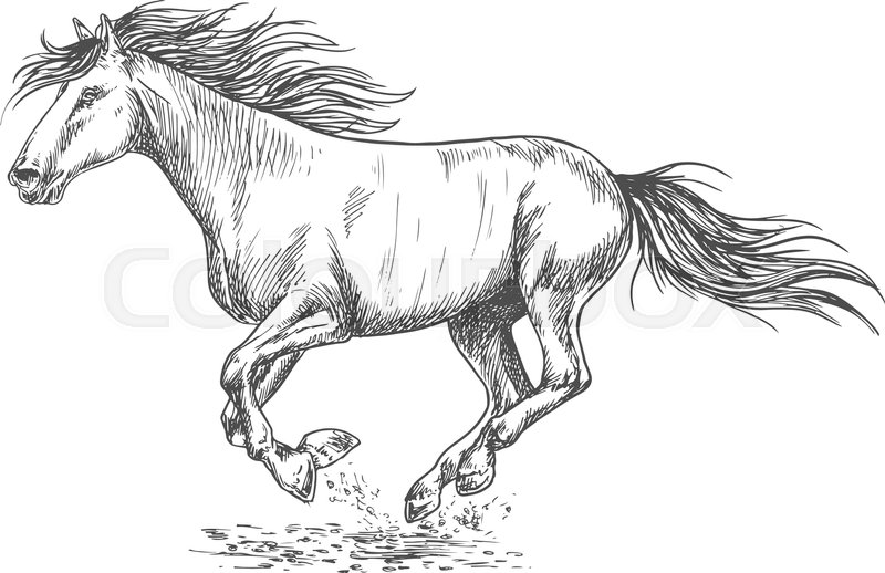 800x518 Running Horse Pencil Sketch Portrait. White Mustang Stallion - Running Horse Sketch