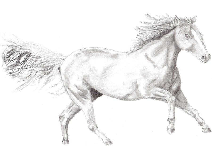 900x627 Drawings Easy Tumblr - Running Horse Sketch