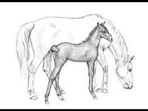 480x360 How To Draw A Running Horse - Running Horse Sketch