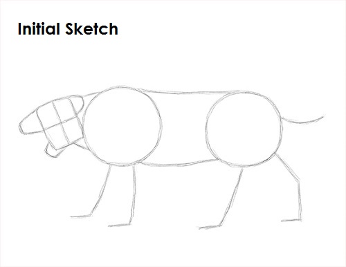 500x386 How To Draw A Smilodon (Saber Tooth Tiger) - Saber Tooth Tiger Sketch