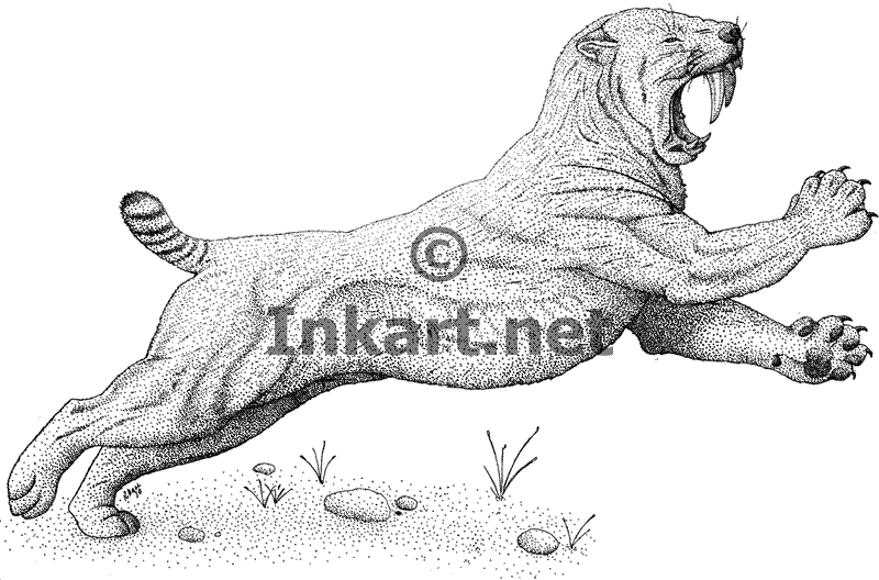 800x528 Saber Tooth Cat (Smilodon Californicus) Line Art And Full Color - Saber Tooth Tiger Sketch