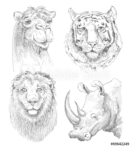 444x500 Set Of Safari Head Animals, Black And White Sketch Drawing - Safari Sketch