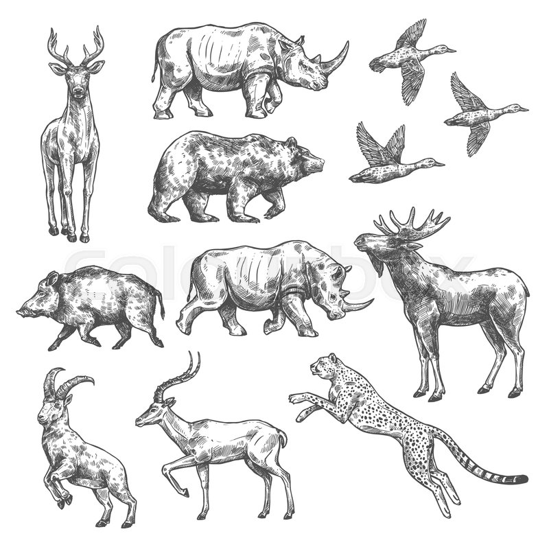 800x800 Animal Sketch Set Of Wild Bird, African Safari And Forest Mammal - Safari Sketch