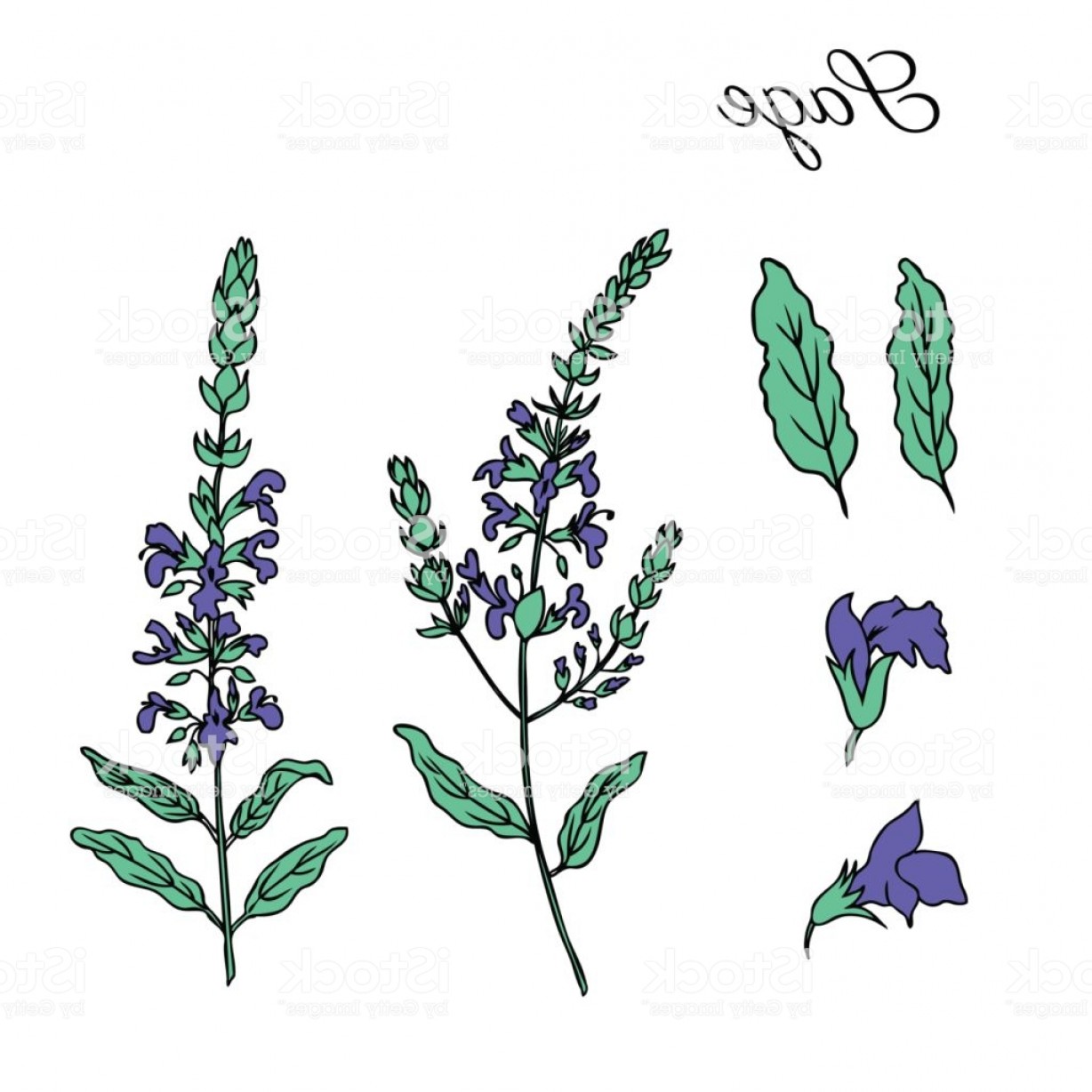1228x1228 Sage Flower Vector Isolated On White Background Hand Drawn Ink - Sage Sketch