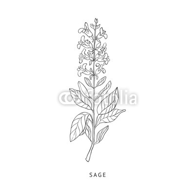 400x400 Sage Hand Drawn Realistic Sketch Buy Photos Ap Images Detailview - Sage Sketch