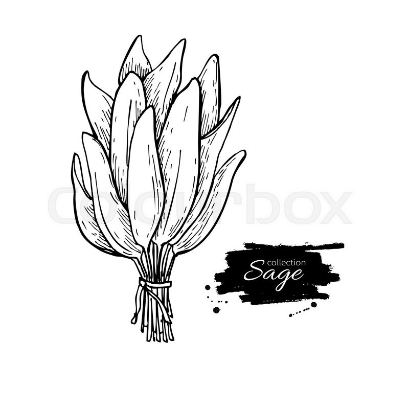 800x800 Sage Bunch Vector Drawing. Isolated Sage Leaves Bunch. Herbal - Sage Sketch