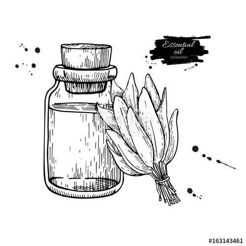 500x500 Sage Essential Oil Bottle And Sage Leaves Hand Drawn Vector - Sage Sketch