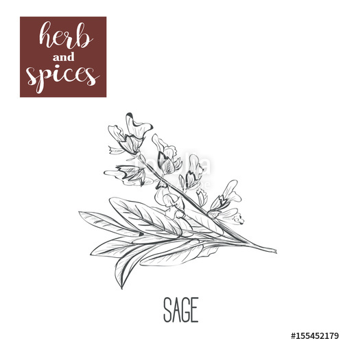 500x500 Sage Hand Drawing. Herbs And Spices. Vector Illustration Sketch - Sage Sketch