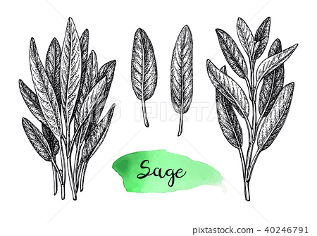 450x335 Sage Ink Sketch. - Sage Sketch
