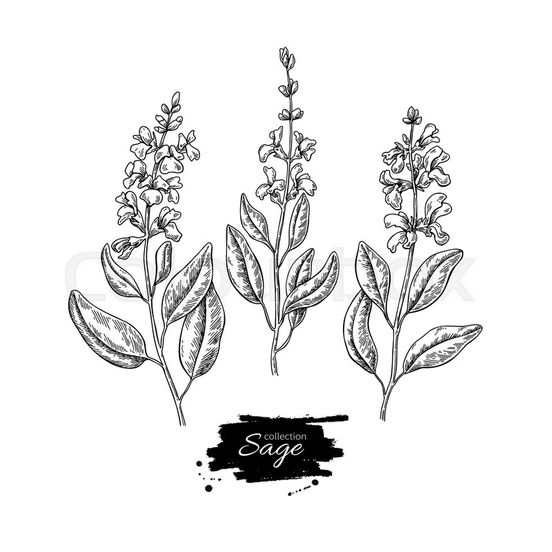 800x800 Sage Vector Drawing Set. Isolated Plant With Flower And Leaves - Sage Sketch