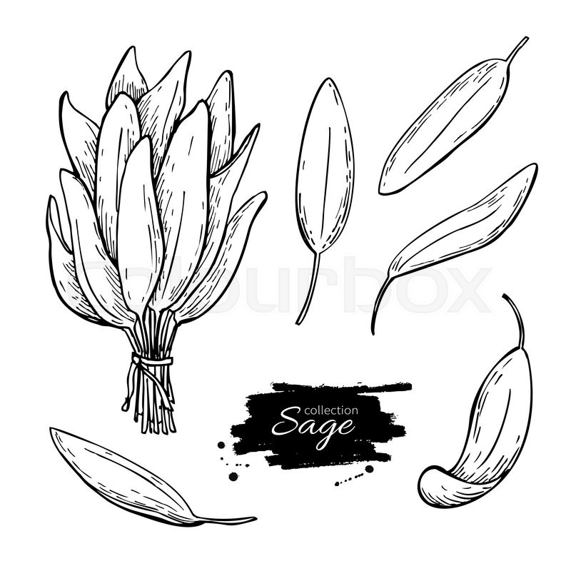 800x800 Sage Vector Drawing Set. Isolated Sage Plant With Leaves. Herbal - Sage Sketch