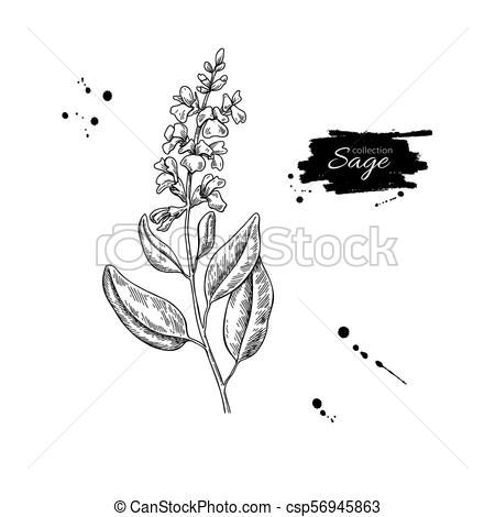 450x470 Sage Vector Drawing. Isolated Plant With Flower And Leaves. Herbal - Sage Sketch