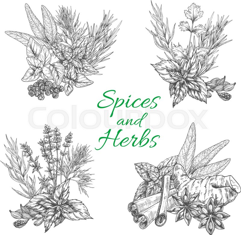 800x779 Spices And Herbs Vector Poster. Sketch Seasonings Bunch Of Dill Or - Sage Sketch