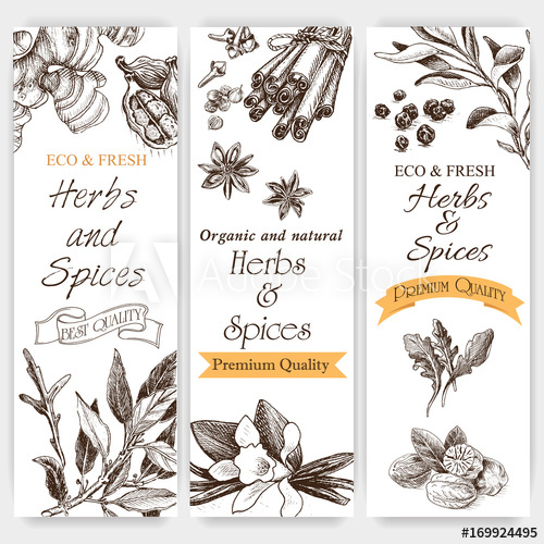 500x500 Vector Background Sketch Herbs. Card - Sage Sketch