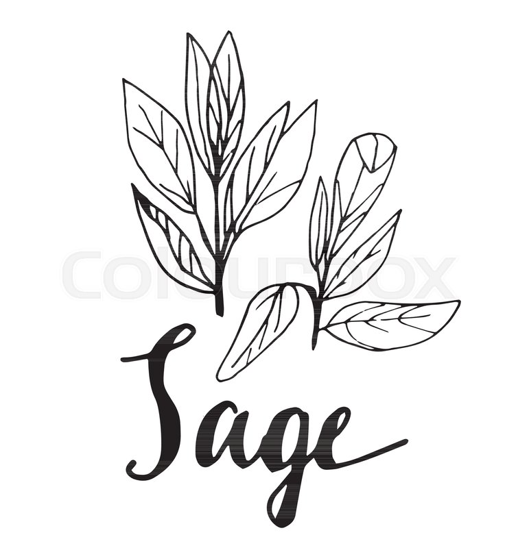771x800 Vector The Background, Sketch The Sage.illustration Of Sage - Sage Sketch