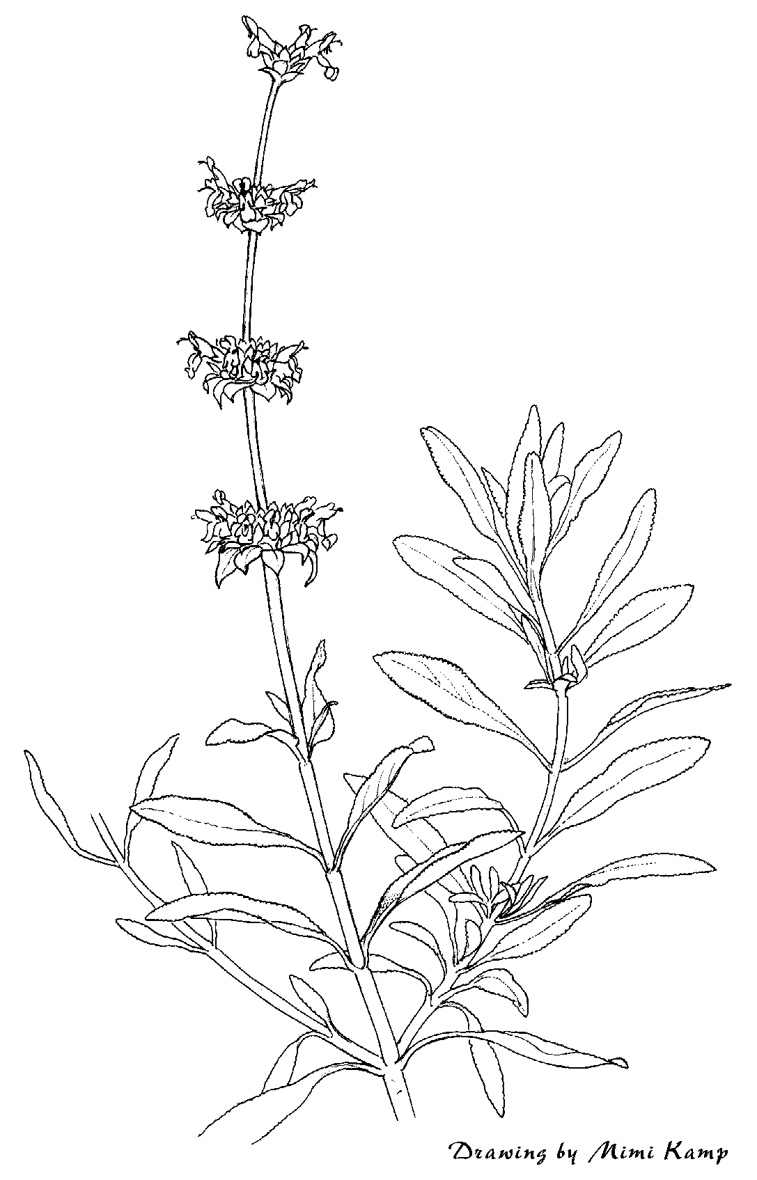 1087x1695 California Sage Drawing - Sage Sketch