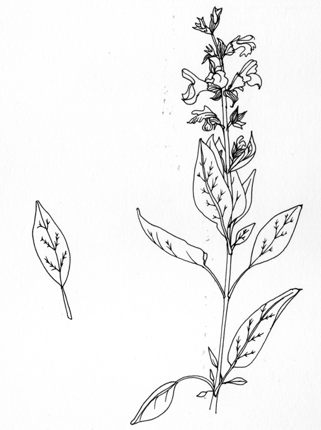 625x837 Sage Drawing Being A Freelance Artist - Sage Sketch