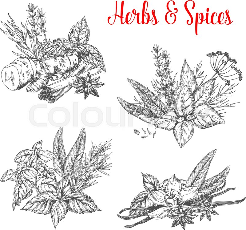 800x747 Herbs And Spices Bunches Sketch Icons. Vector Set Of Natural - Sage Sketch