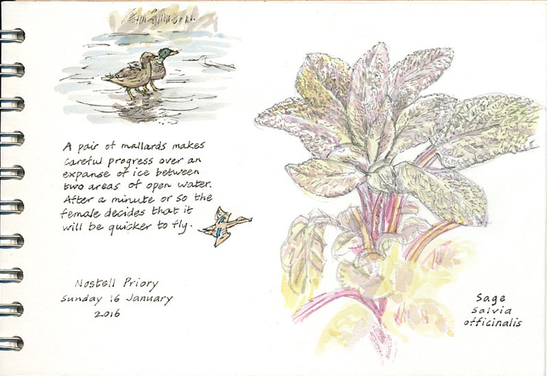 797x549 Sage Sketch Wild Yorkshire - Sage Sketch