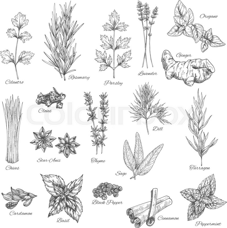 798x800 Herbs And Spices Vector Cilantro, Rosemary, Parsley And Lavender - Sage Sketch