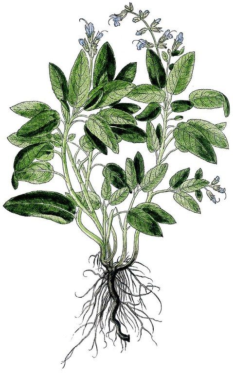 479x768 Image Result For Sage Plant Sketch Research Sage - Sage Sketch