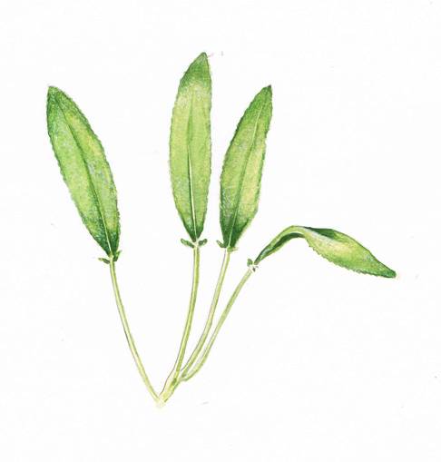 486x509 Make A Watercolor Sketch Of Sage - Sage Sketch