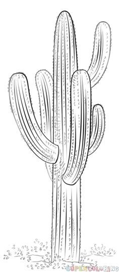 236x538 How To Draw A Saguaro Cactus Step By Step Drawing Tutorials - Saguaro Cactus Sketch