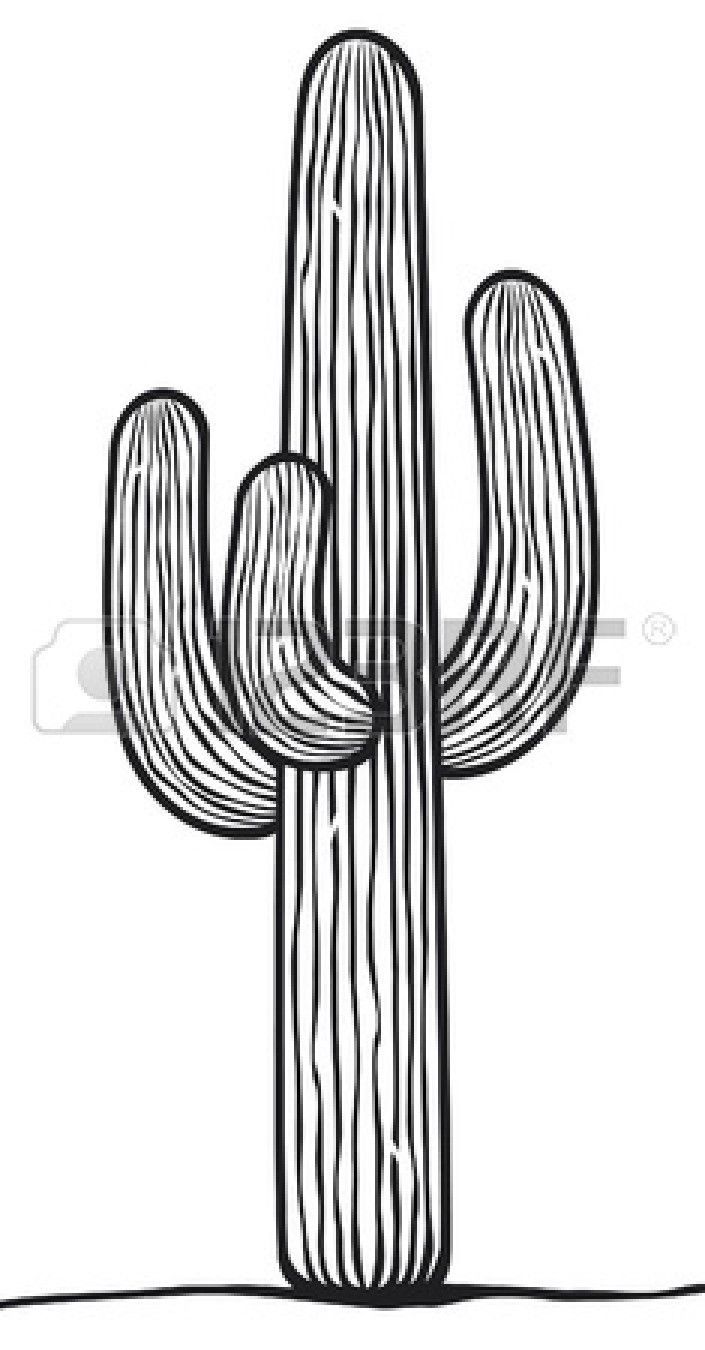 705x1350 Image Result For Saguaro Cactus Sketch Drawing - Saguaro Cactus Sketch