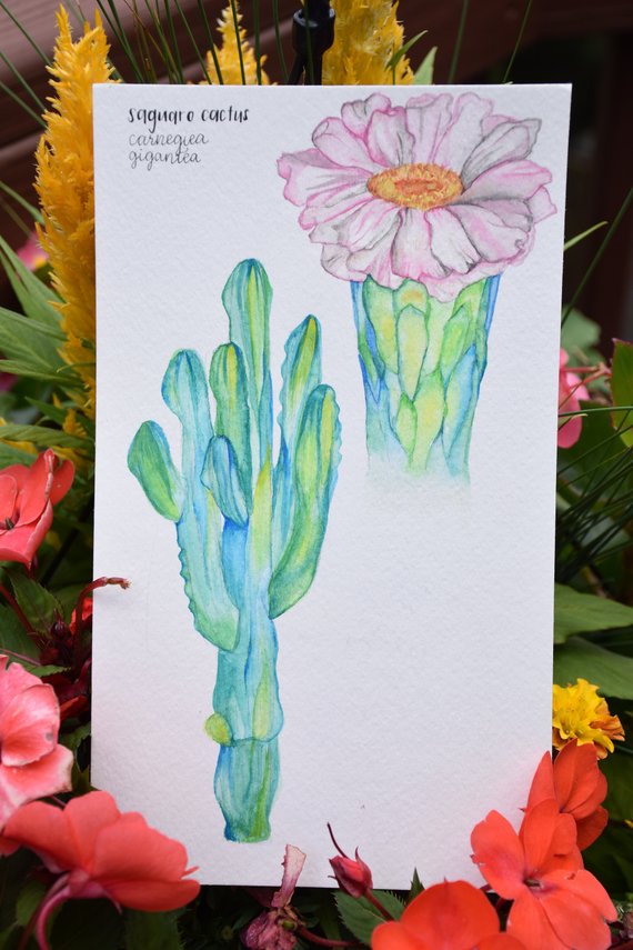 570x855 Saguaro Cactus Botanical Sketch Watercolor Etsy - Saguaro Cactus Sketch