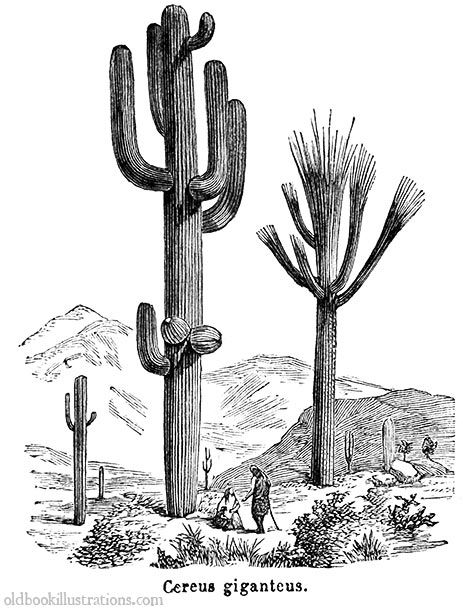 Saguaro Cactus Sketch at PaintingValley.com | Explore collection of ...